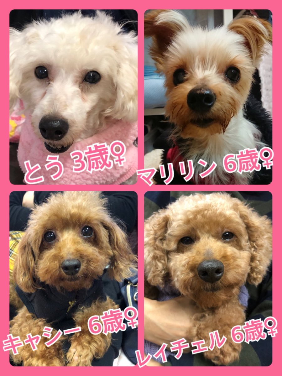 🐾今日の里親様募集中ワンコ🐶メンバーです🐾2018,11,7